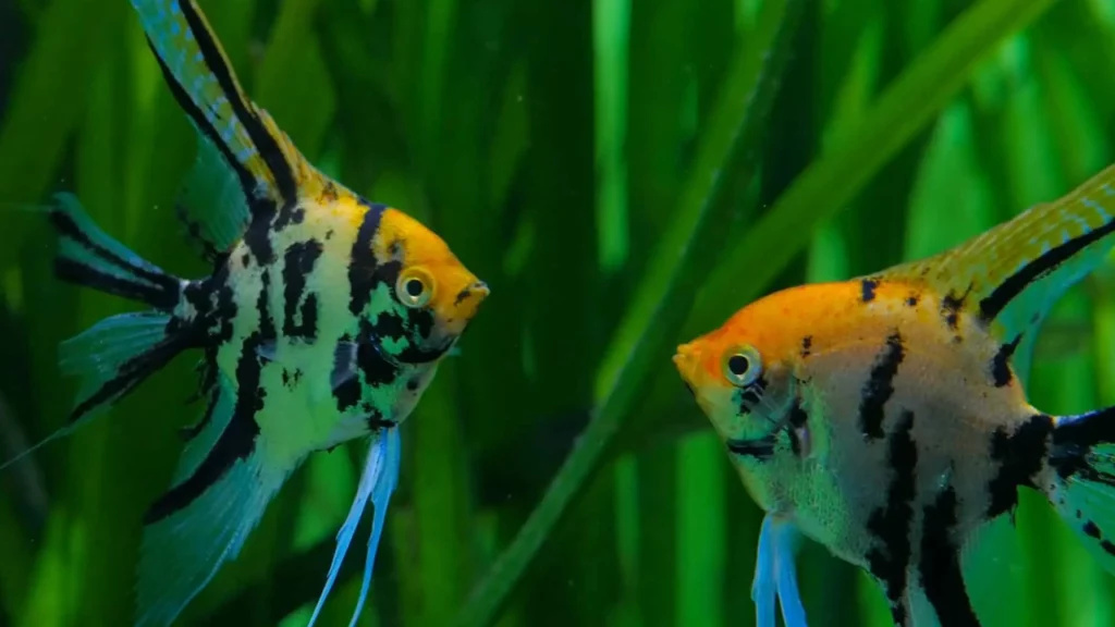Common Angelfish Diseases And Treatments