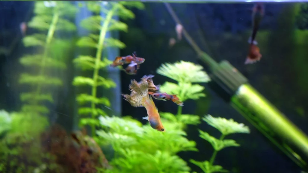 Causes of Fin Rot in Guppies