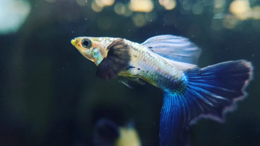 Guppy Fin Rot Causes Symptoms and Treatments Header