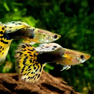 Guppy Fish Water Temperature (Maximum and Minimum) Main