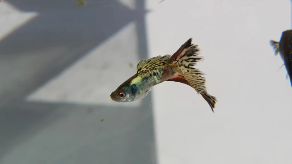 Recognizing Symptoms of Fin Rot