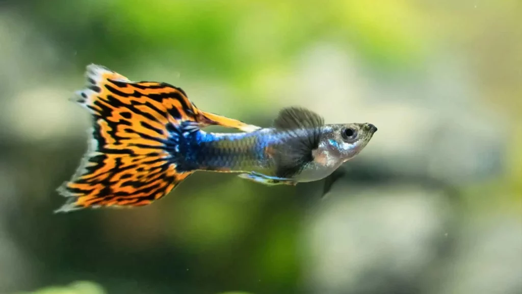 What is Fin Rot in Guppies
