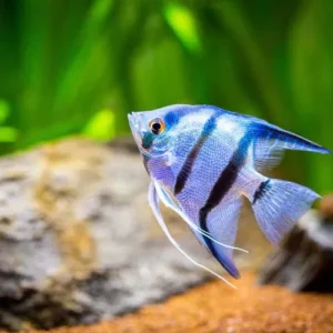 Angelfish Breeding Guide The Most Important Steps Article Image