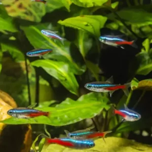 Are Neon Tetras A Schooling Fish - Yes and Why