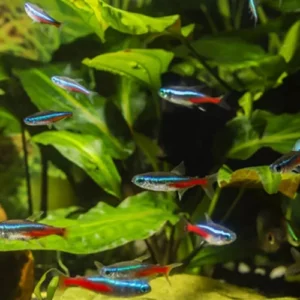 Can Guppies And Neon Tetra Live Together Yes And How
