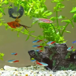 Can Neon Tetra Live With Angelfish - Sometimes And How
