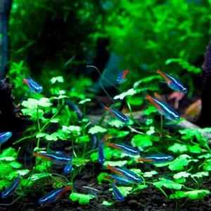 Can Neon Tetra Live With Shrimp - Yes And How