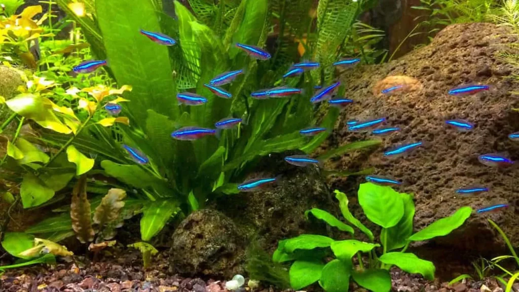 Common Neon Tetra Diseases and Treatments